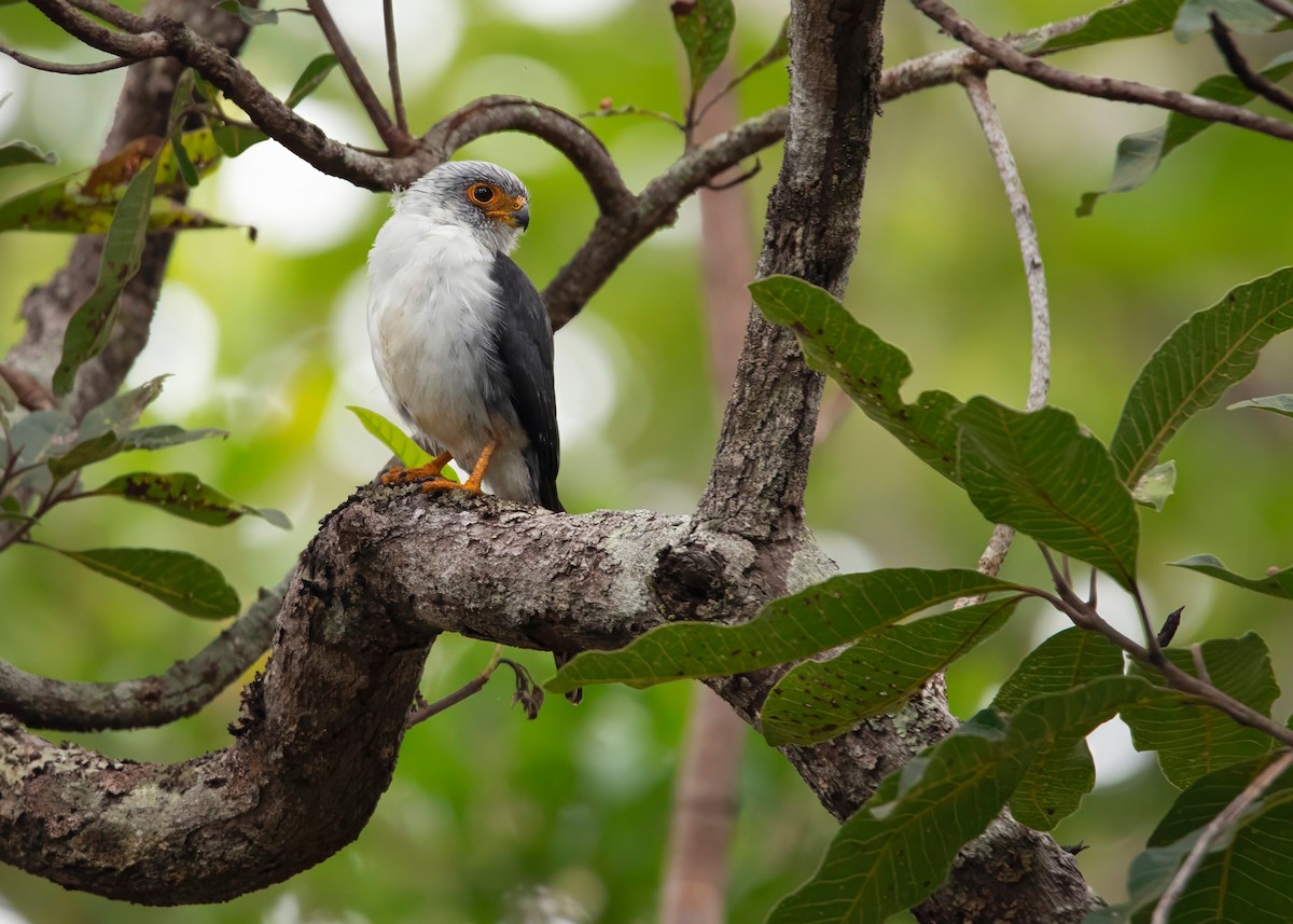 White-rumped Falcon - ML624212534