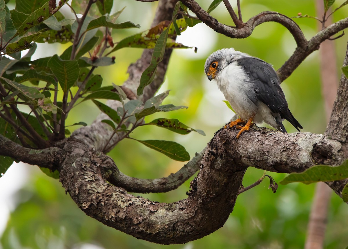 White-rumped Falcon - ML624212535