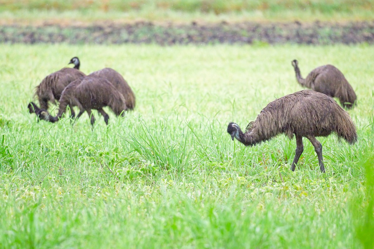 Emu - Paul McDonald