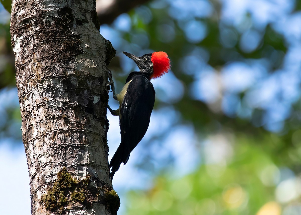 White-bellied Woodpecker - ML624212569