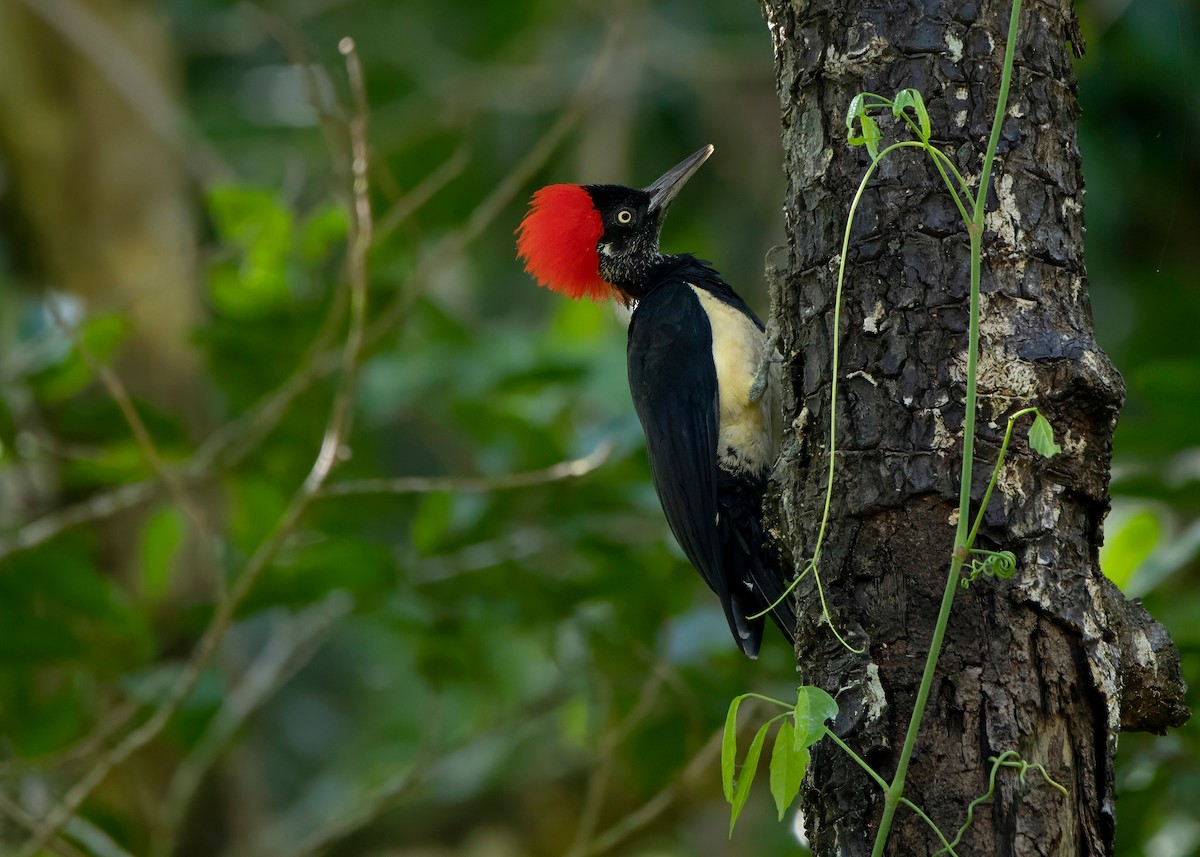 White-bellied Woodpecker - ML624212570