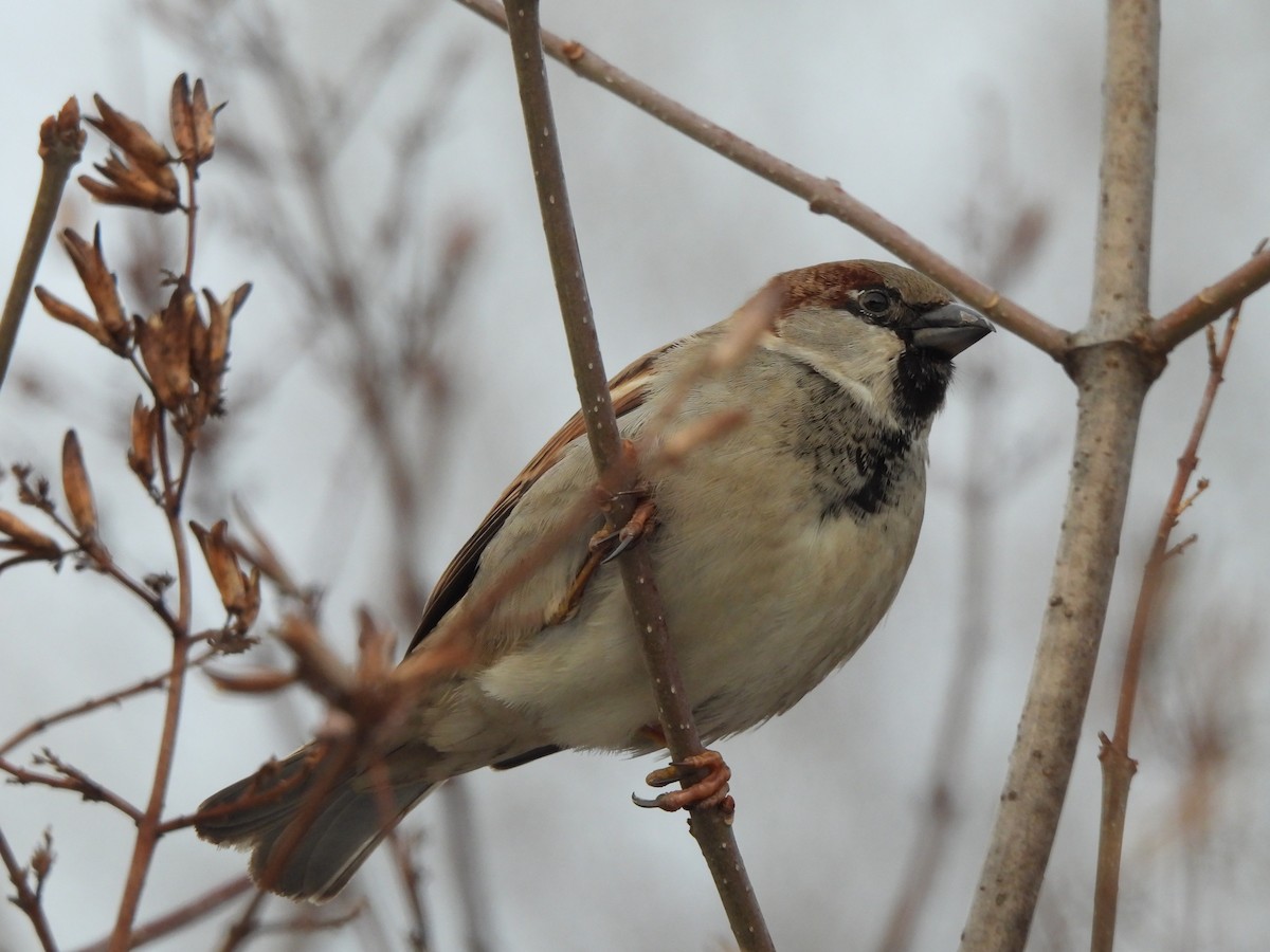 House Sparrow - ML624212583