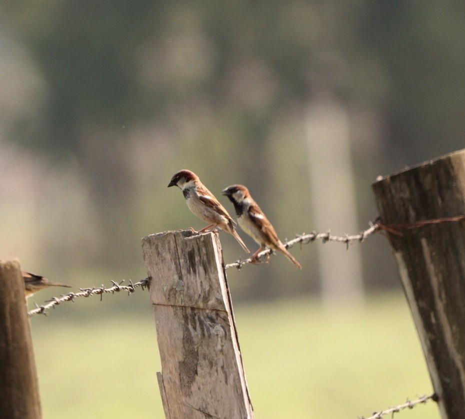 House Sparrow - ML624212613