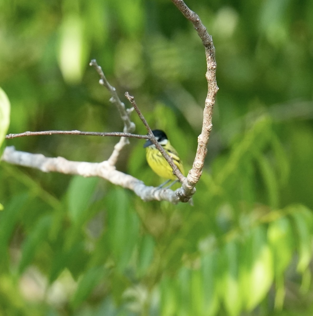 Painted Tody-Flycatcher - ML624212634