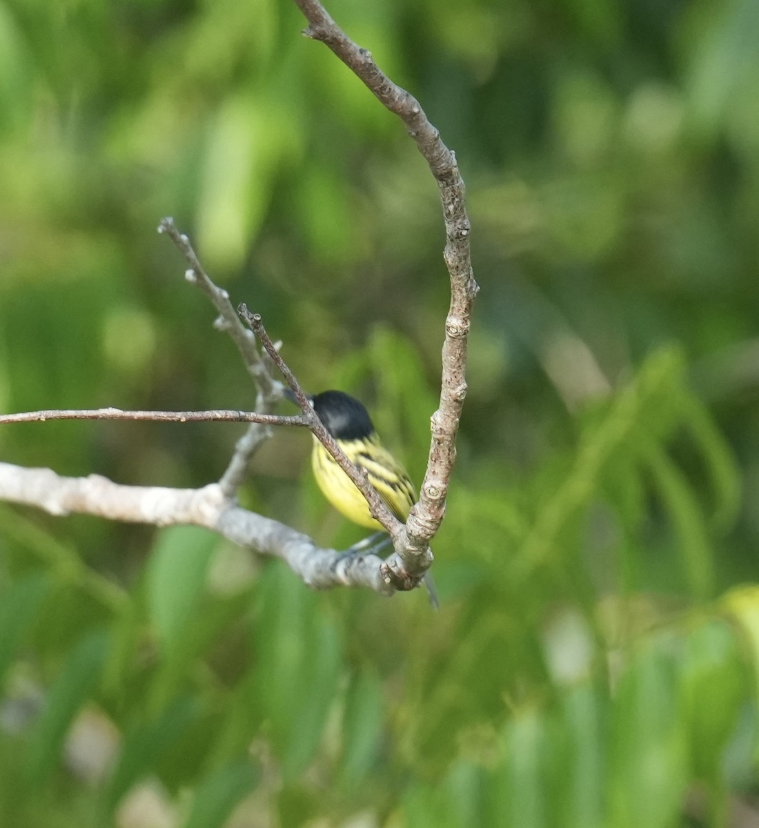 Painted Tody-Flycatcher - ML624212635