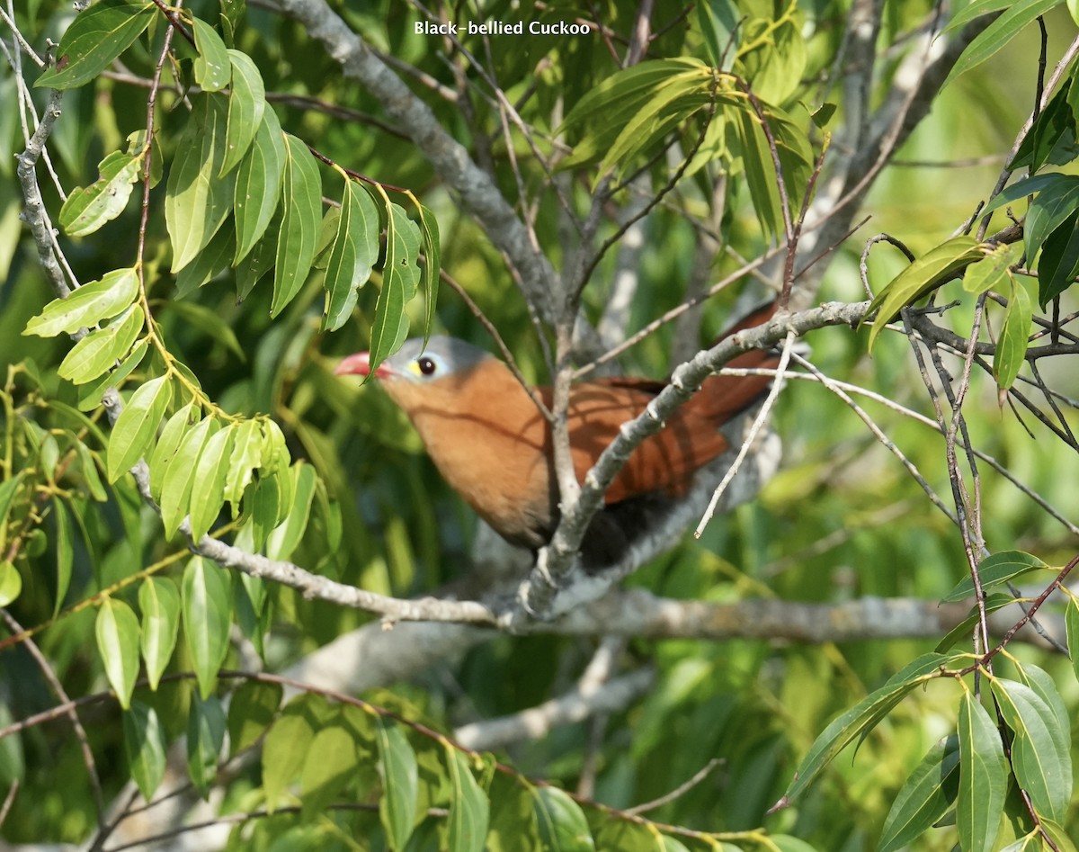 Black-bellied Cuckoo - ML624212636