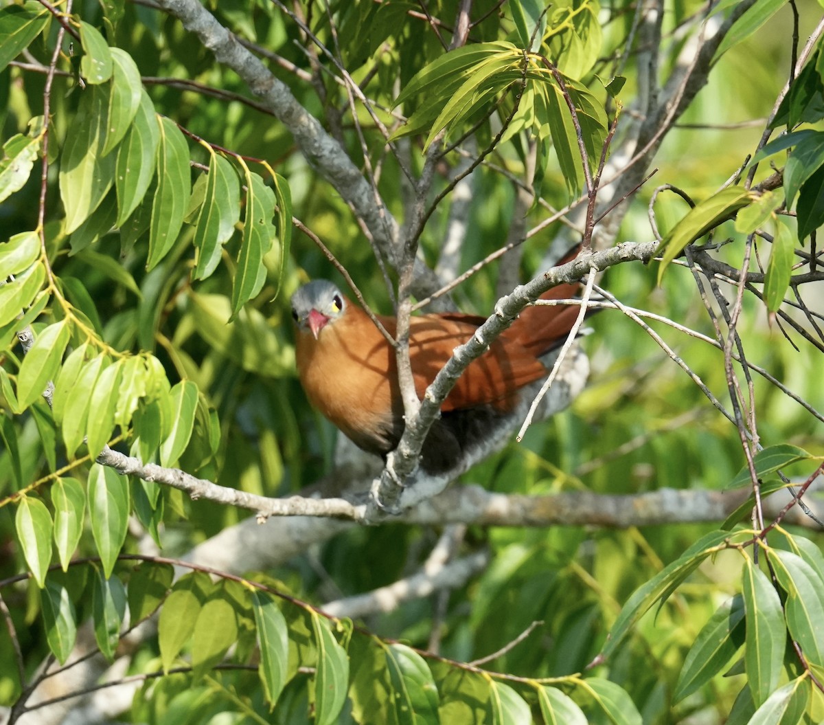 Black-bellied Cuckoo - ML624212637