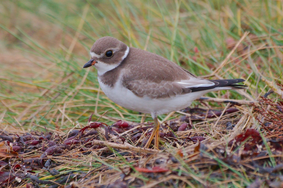 Semipalmated Plover - ML624212645