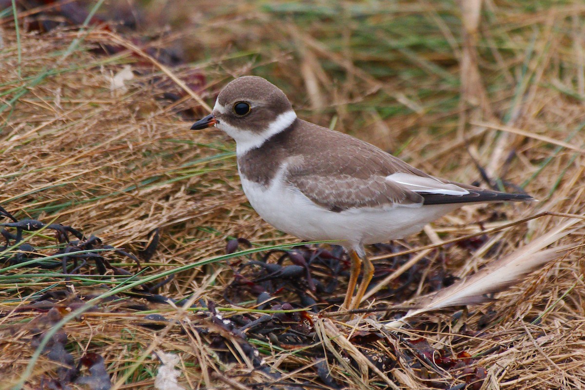 Semipalmated Plover - ML624212646