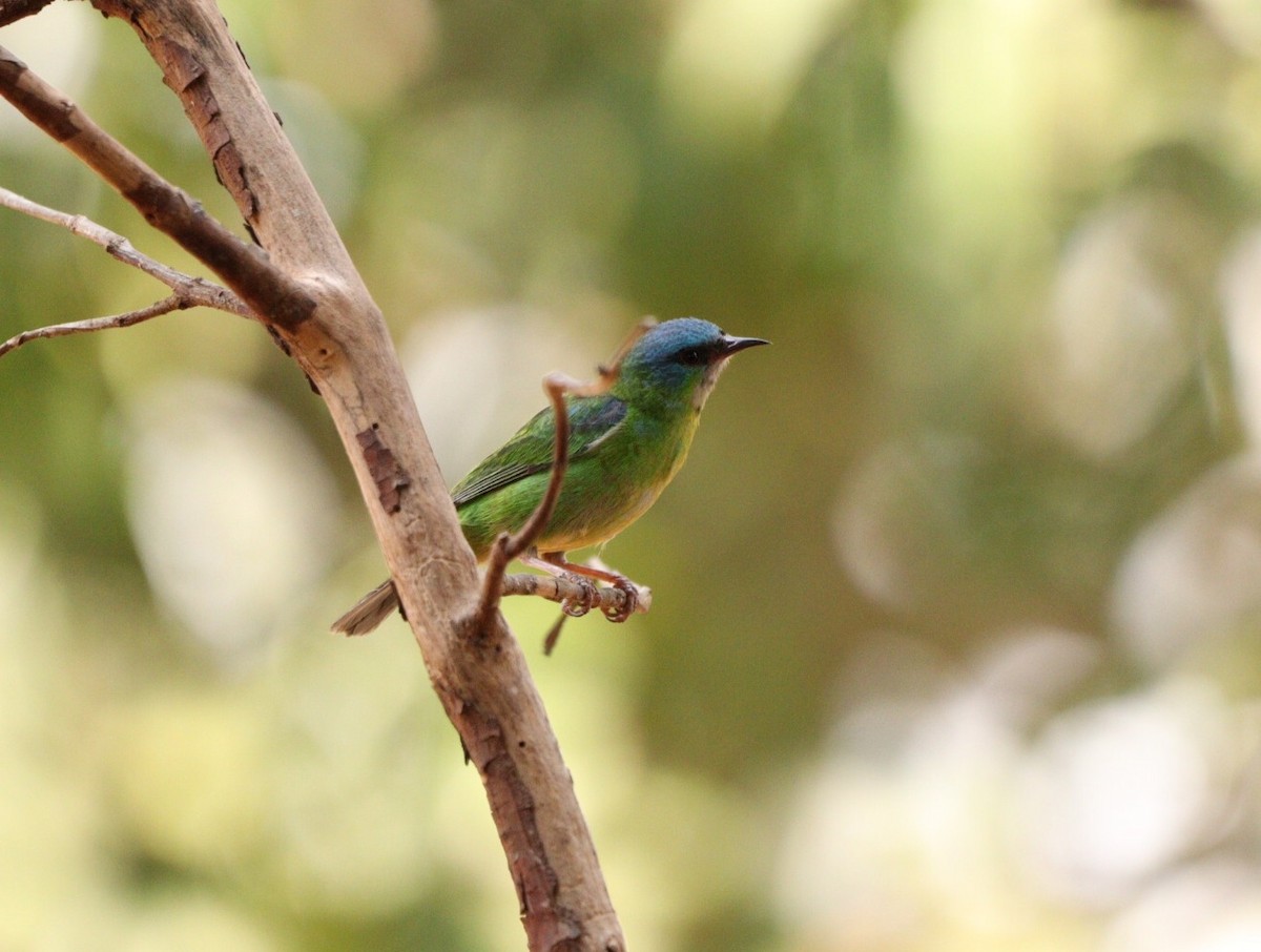 Dacnis bleu - ML624212647