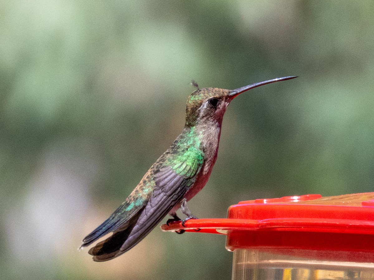 Broad-billed Hummingbird - ML624212650