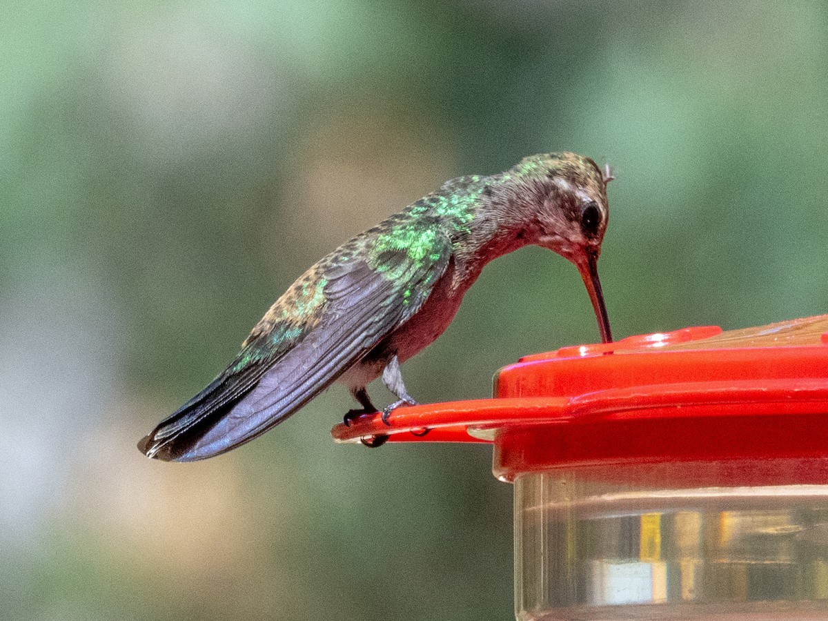 Broad-billed Hummingbird - ML624212653