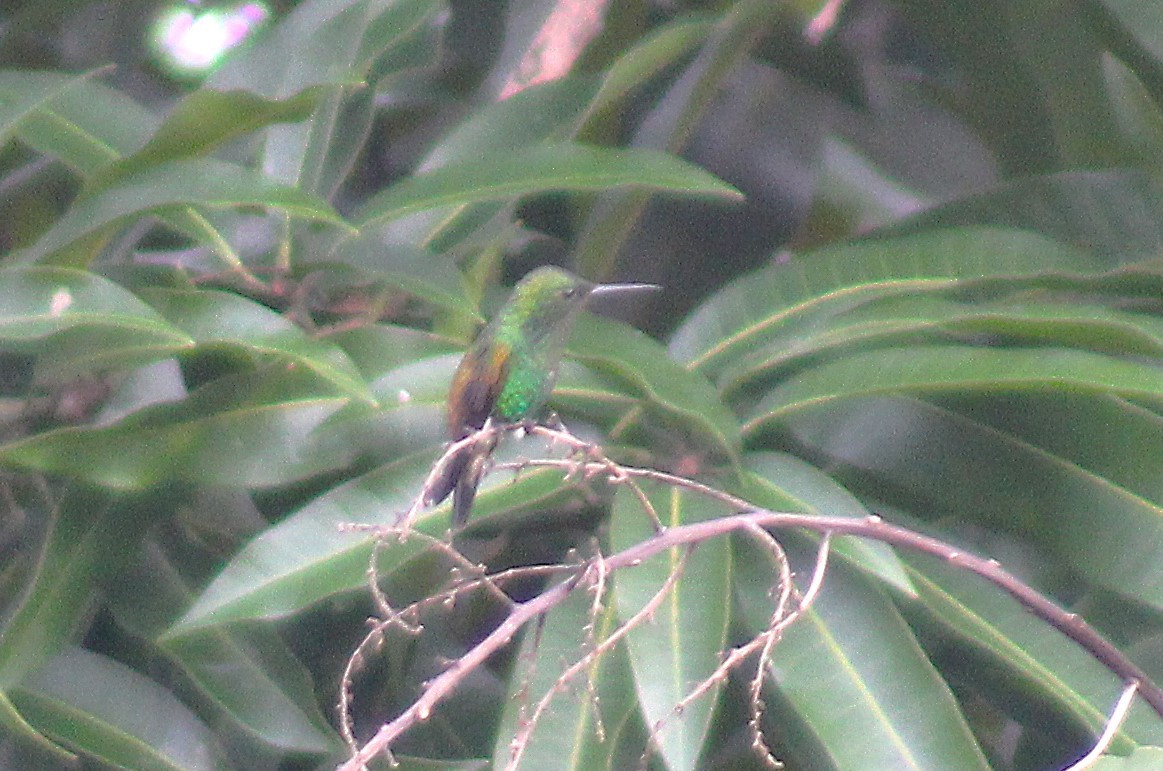 Copper-tailed Hummingbird - ML624212656