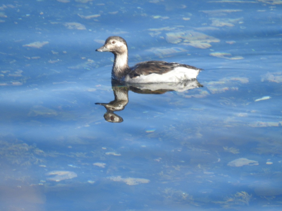 Long-tailed Duck - ML624212658