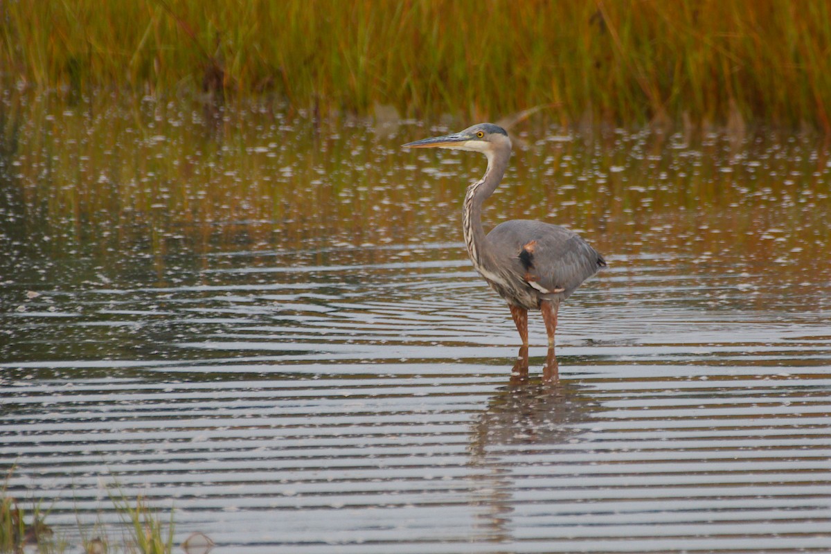 Great Blue Heron - ML624212659