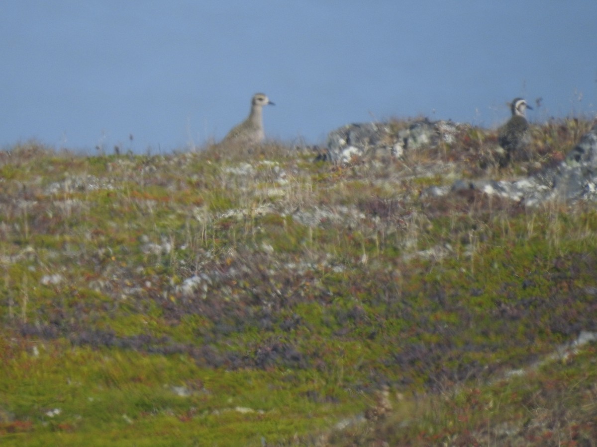 American Golden-Plover - ML624212664