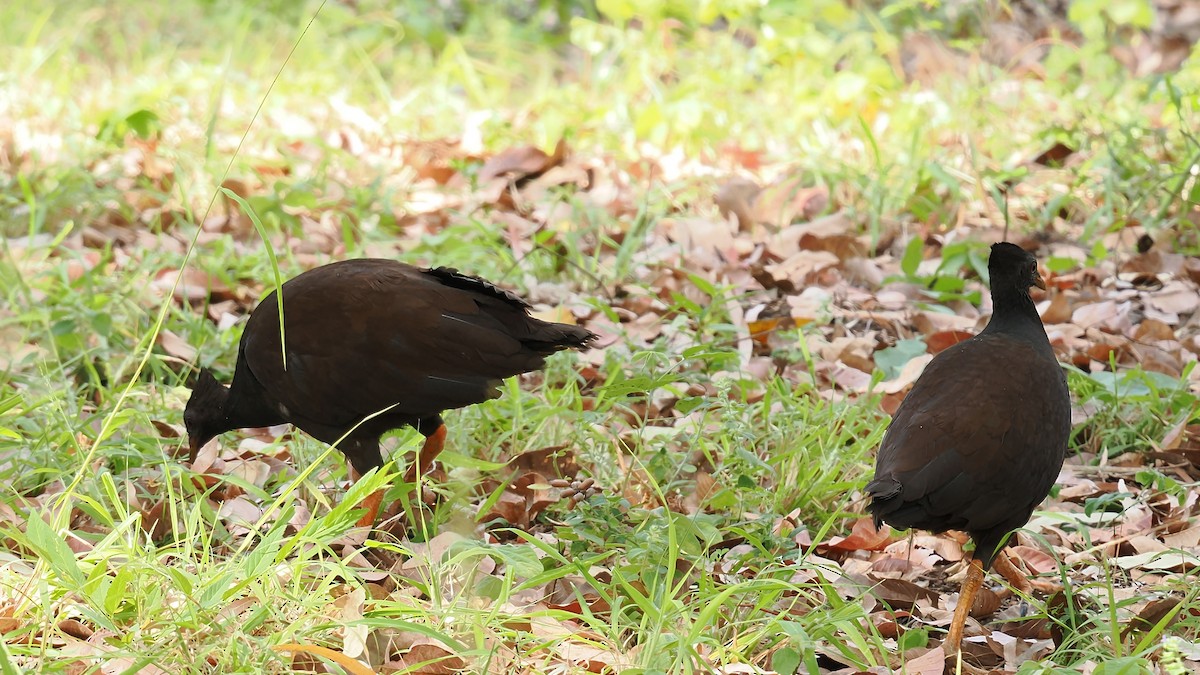 Orange-footed Megapode - ML624212666