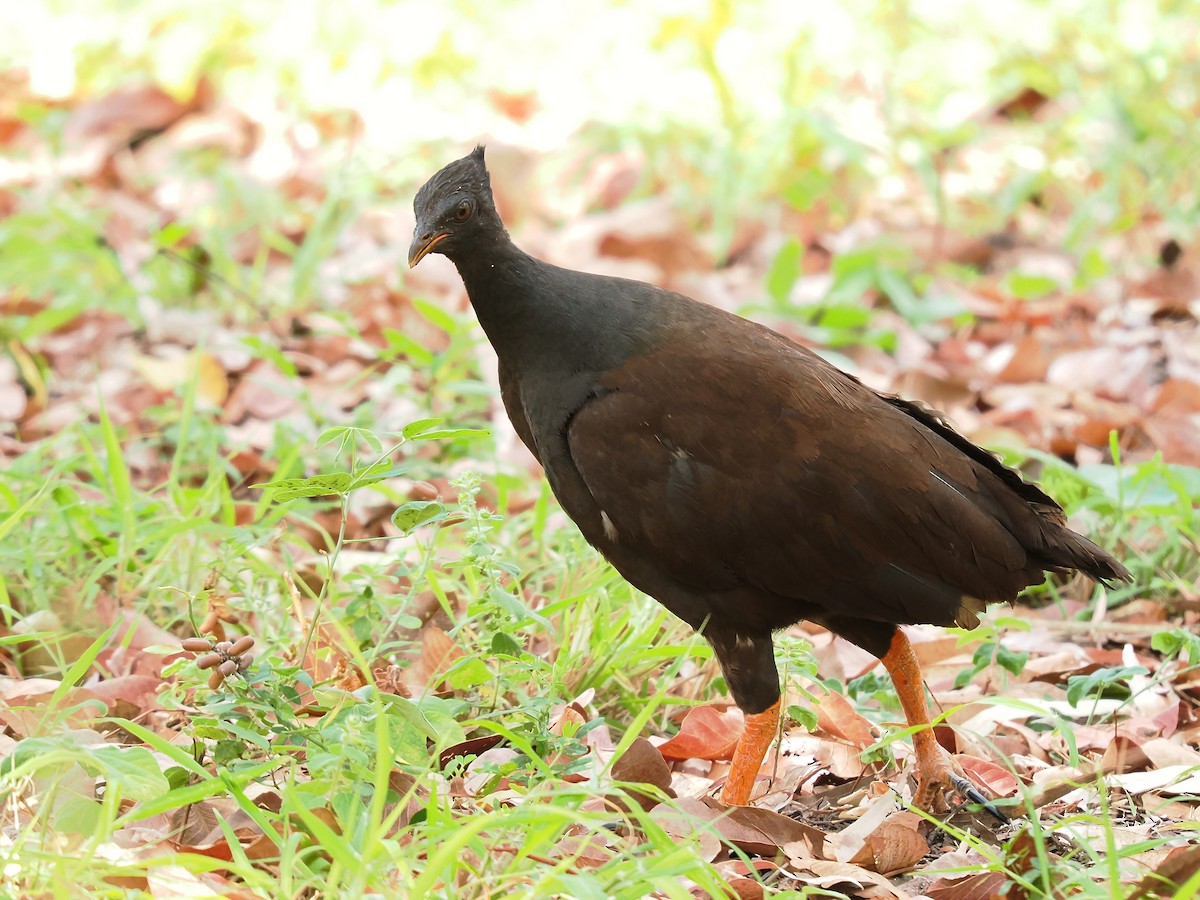 Orange-footed Megapode - ML624212669