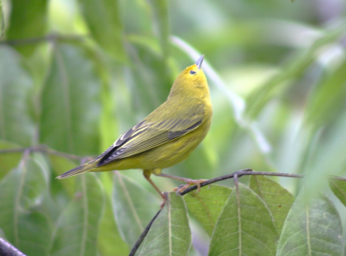 Yellow Warbler - ML624212672