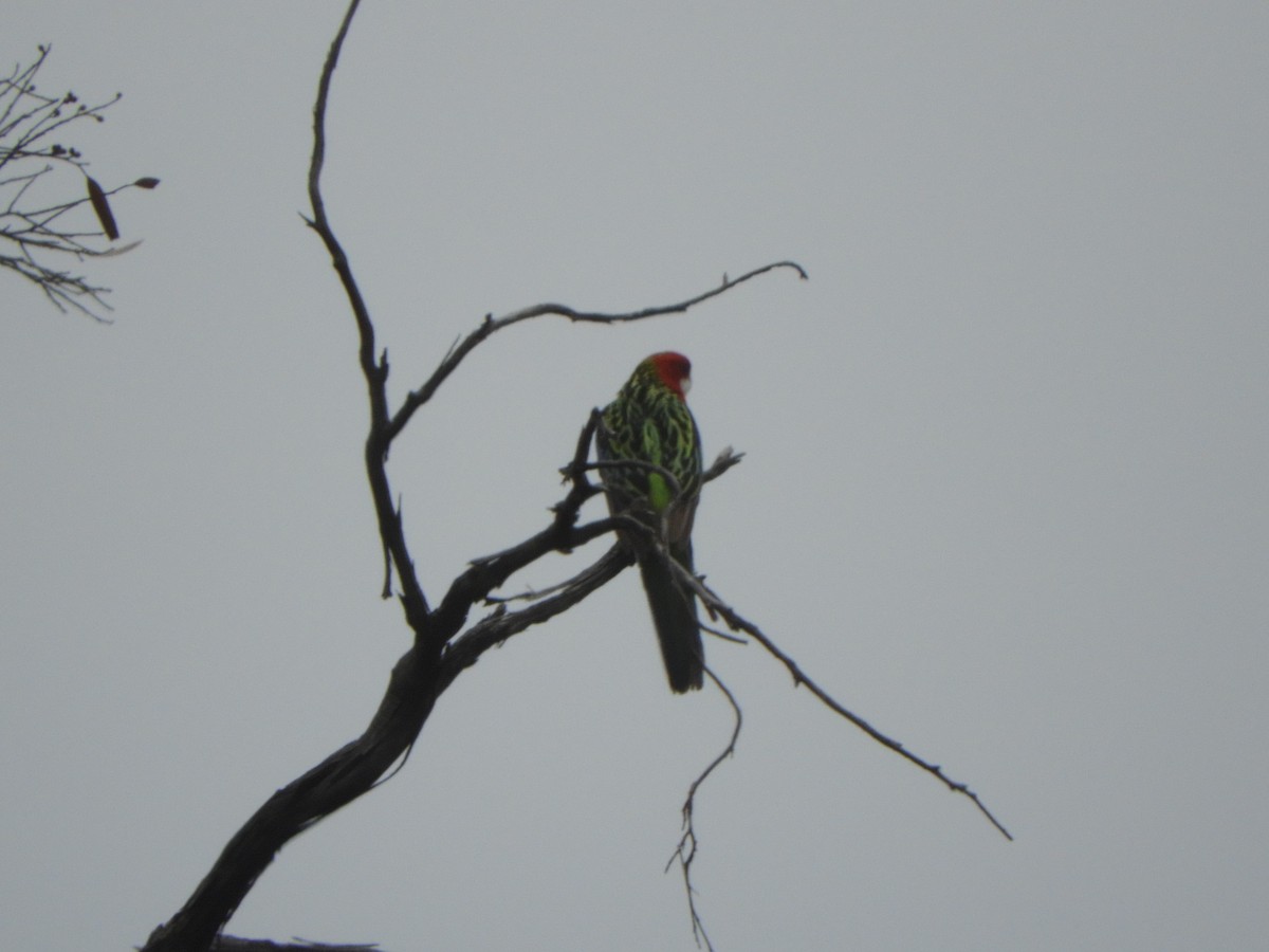 Eastern Rosella - ML624212676