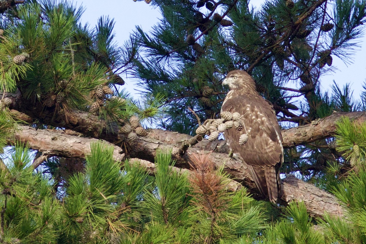 Red-tailed Hawk - ML624212678