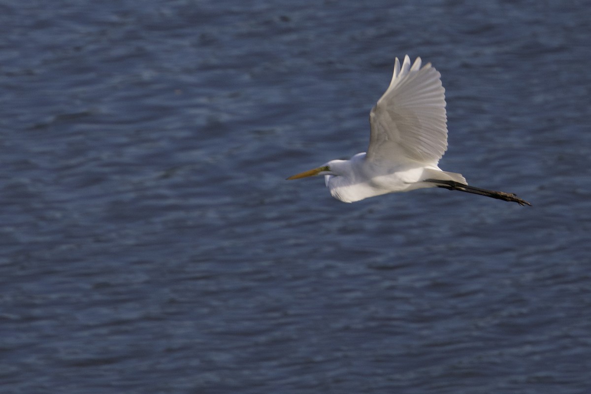 Great Egret - ML624212679