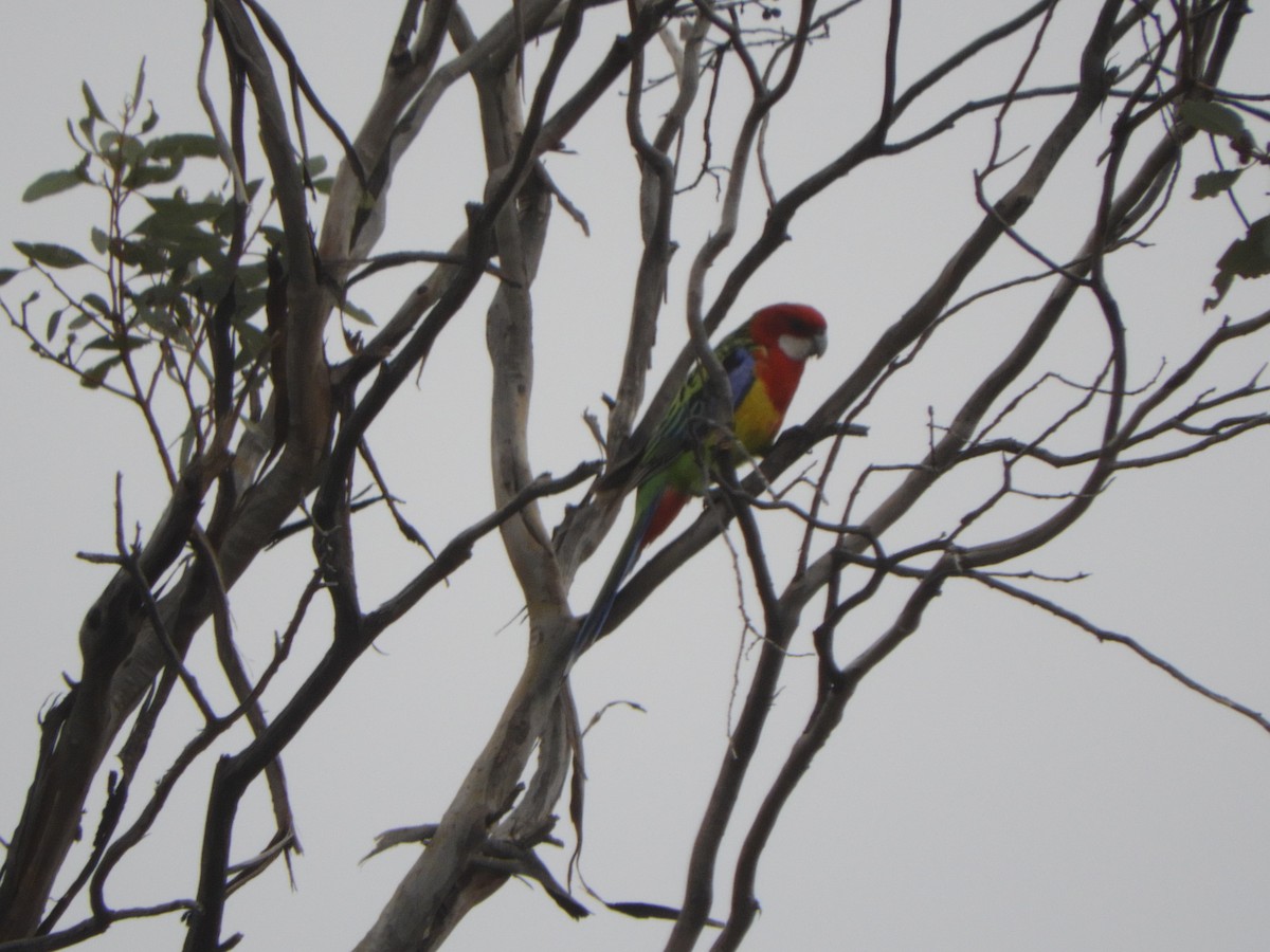 Eastern Rosella - Charles Silveira