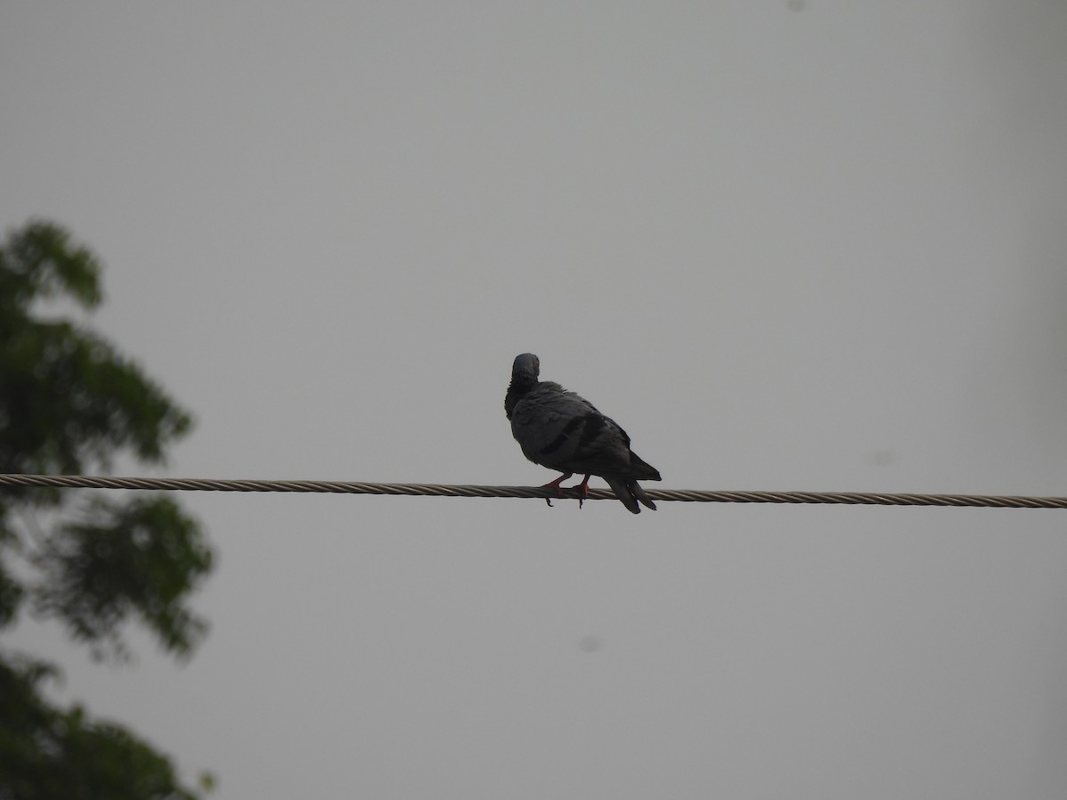 Rock Pigeon (Feral Pigeon) - ML624212681