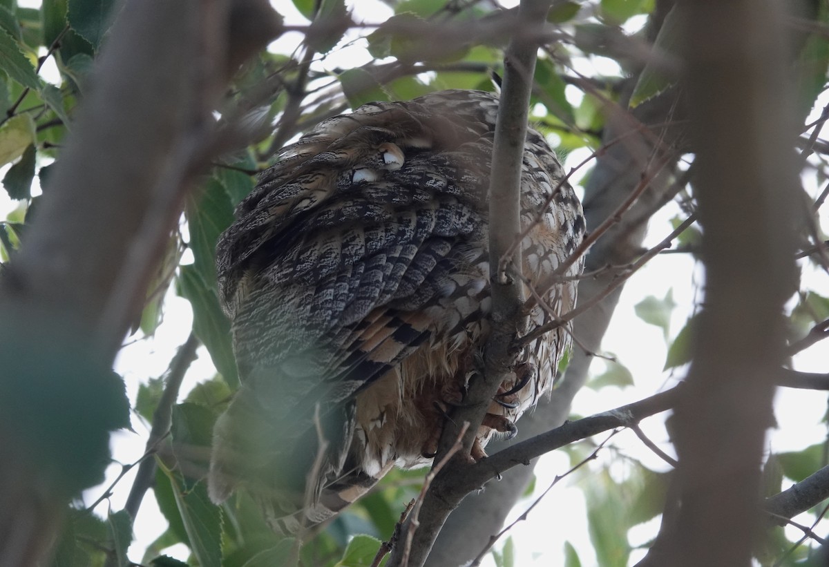 Long-eared Owl - ML624212683