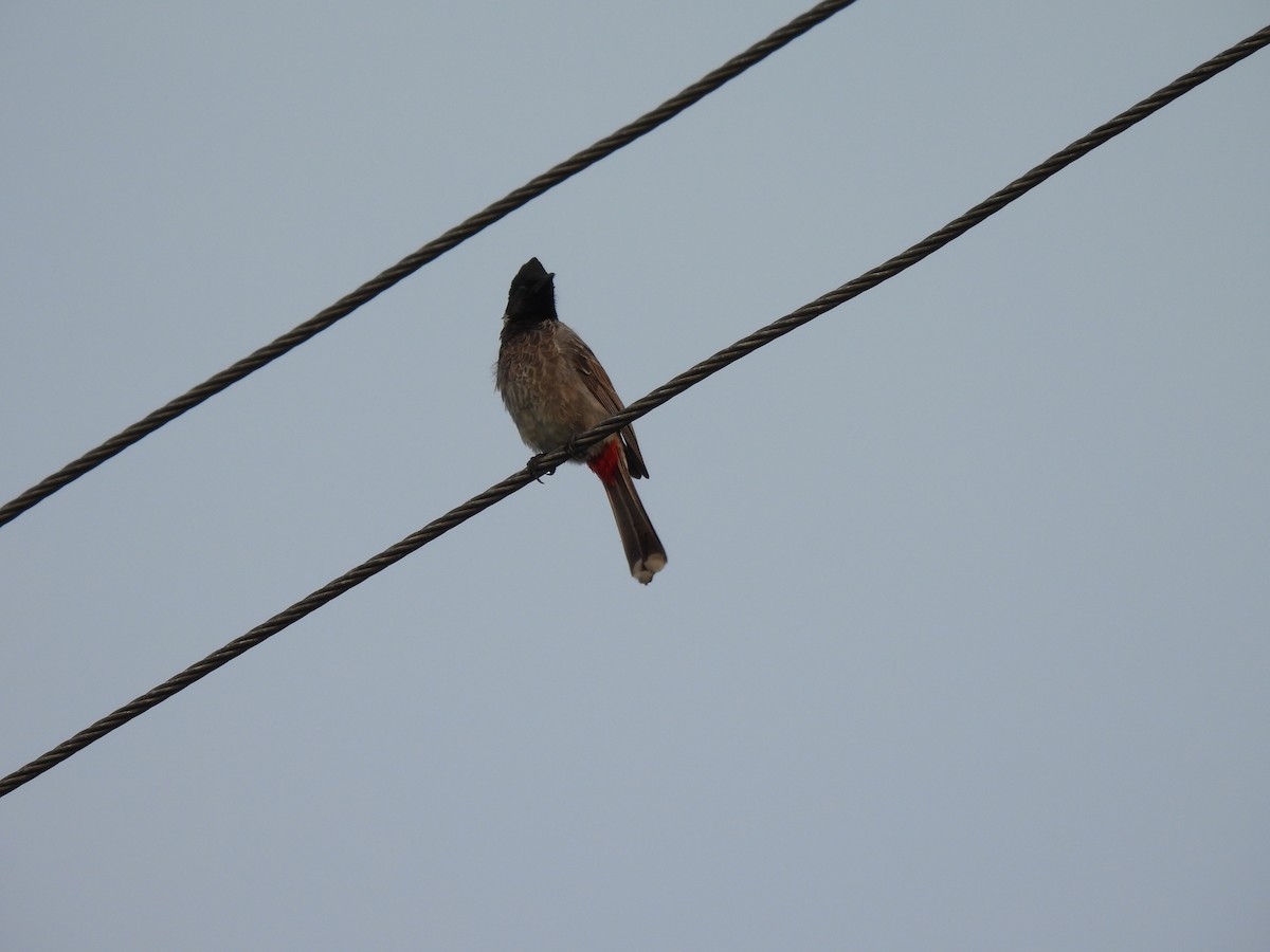 Red-vented Bulbul - ML624212684