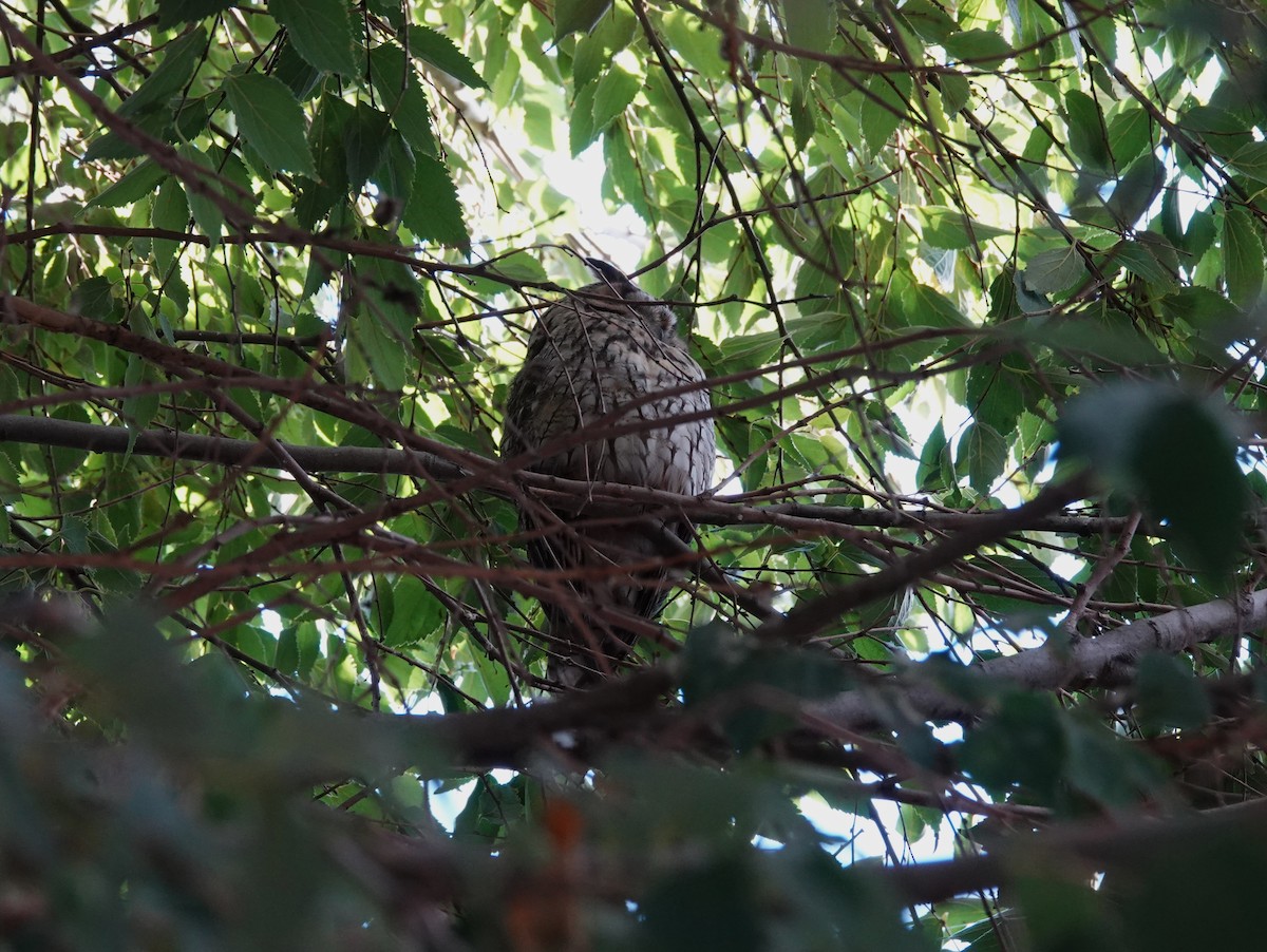 Long-eared Owl - ML624212685