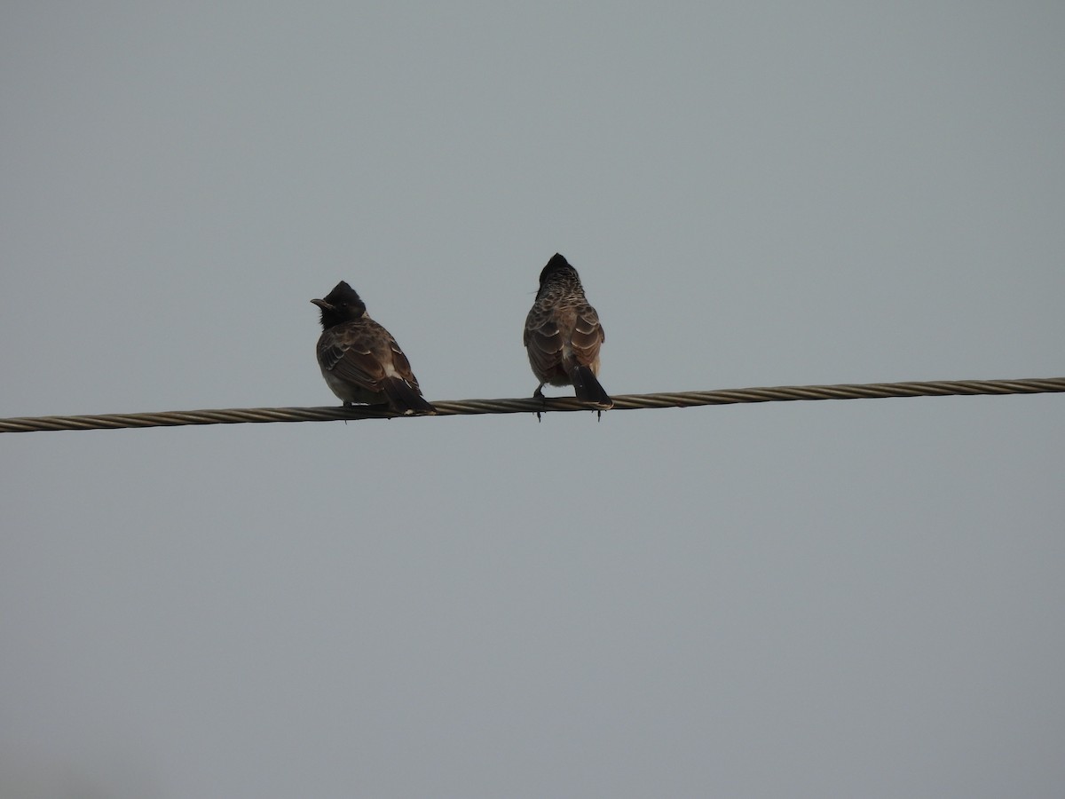 Red-vented Bulbul - ML624212686