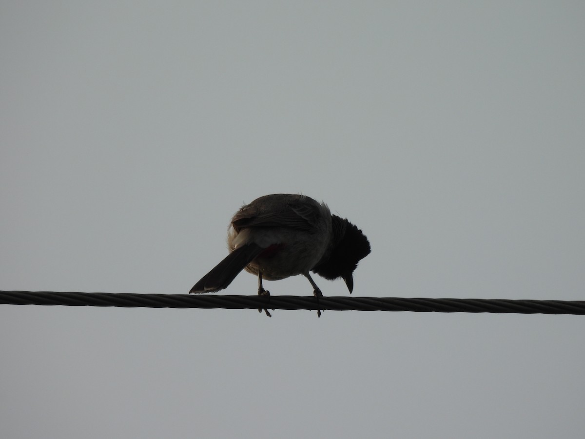 Red-vented Bulbul - ML624212687