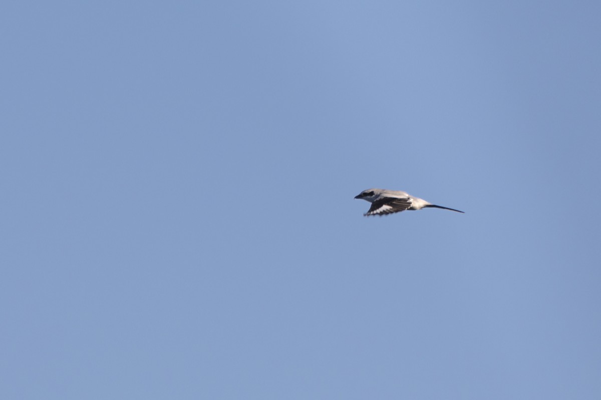 Great Gray Shrike - ML624212688