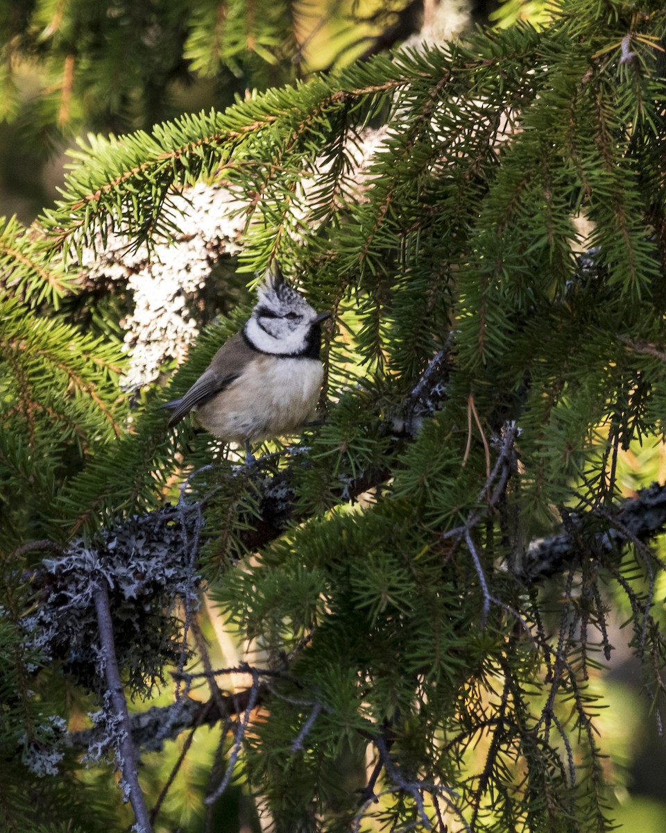 Crested Tit - ML624212690