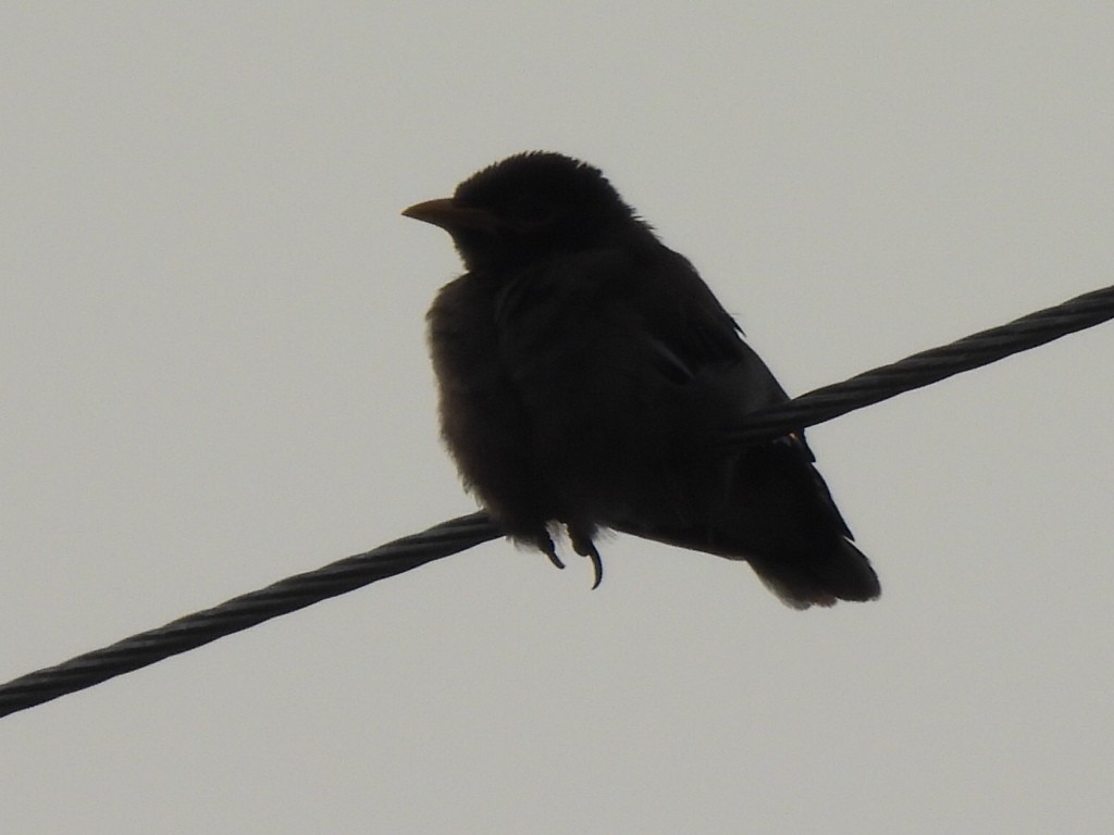 Jungle Babbler - ML624212691