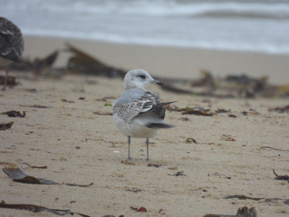 Common Gull - ML624212693