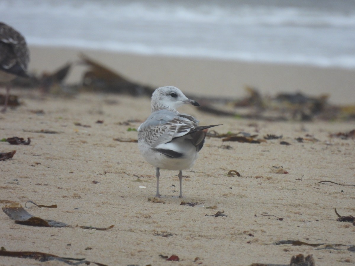 Common Gull - ML624212694