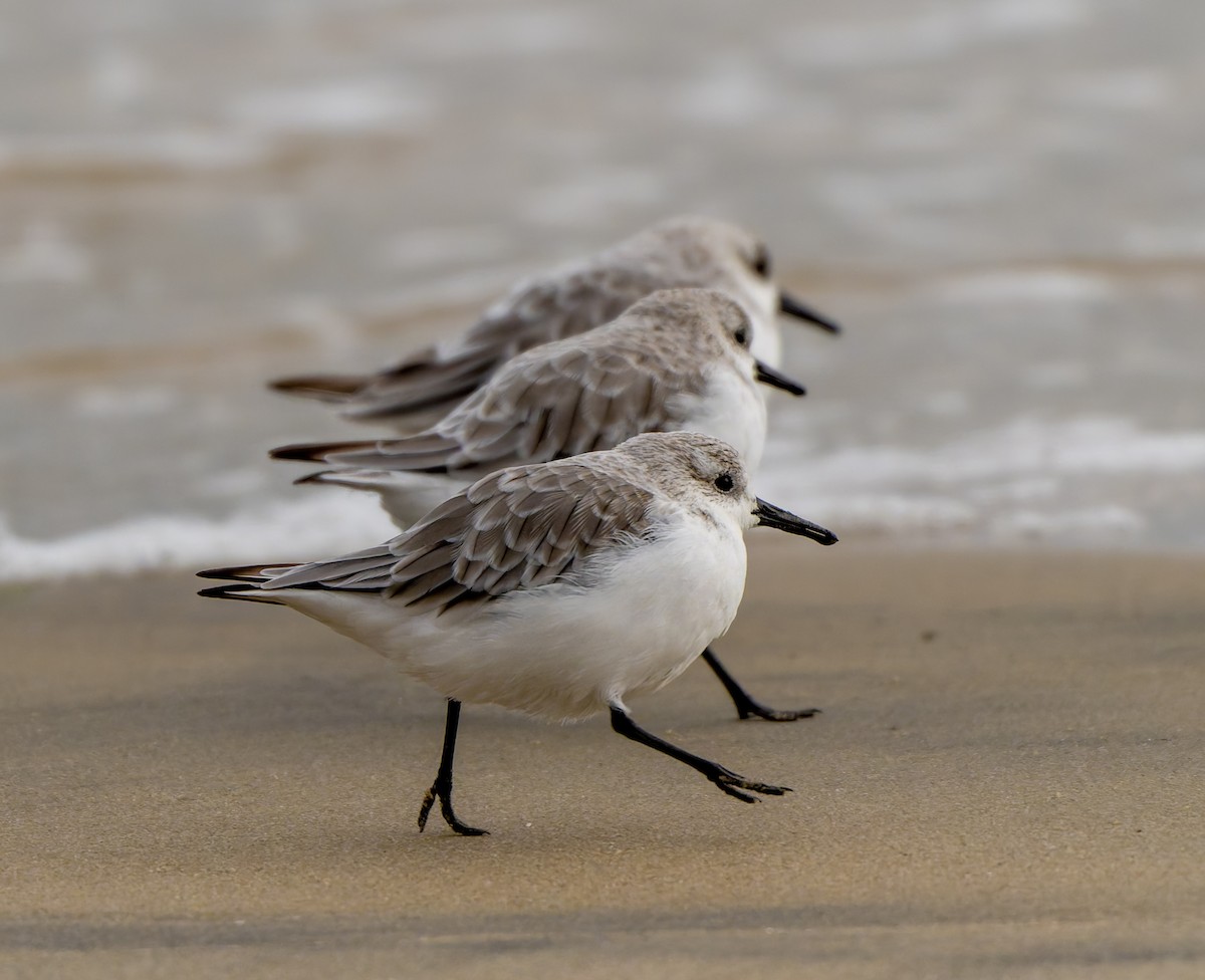 Bécasseau sanderling - ML624212696