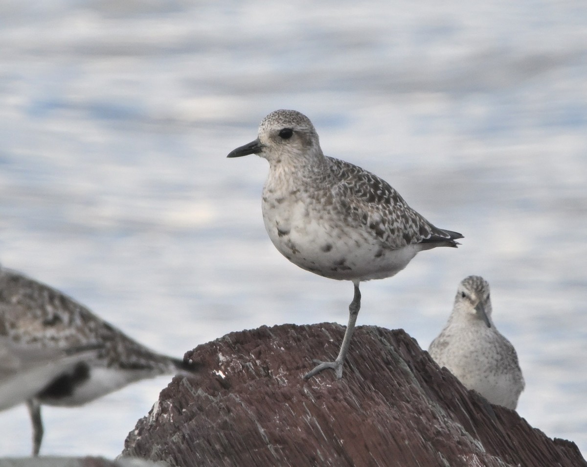 Black-bellied Plover - ML624212698