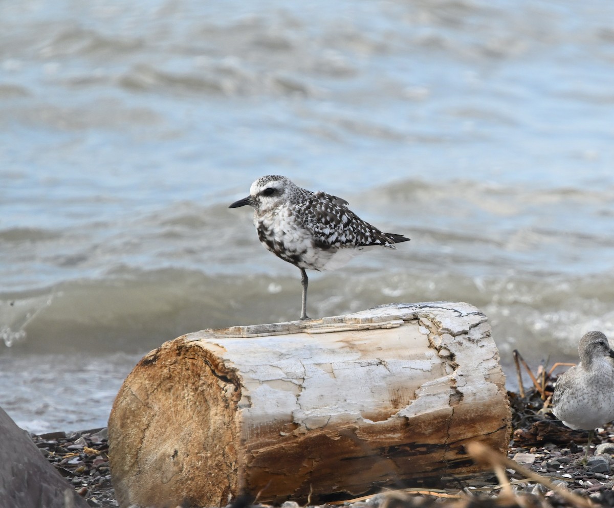 Black-bellied Plover - ML624212699