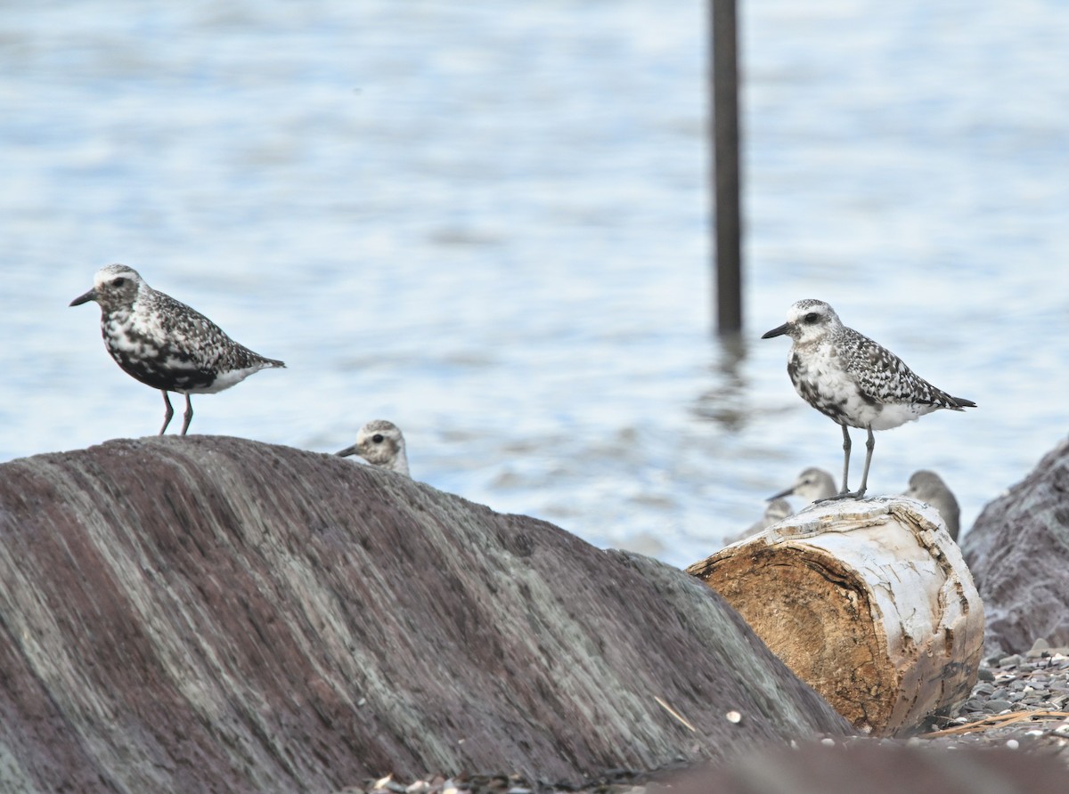 Black-bellied Plover - ML624212700