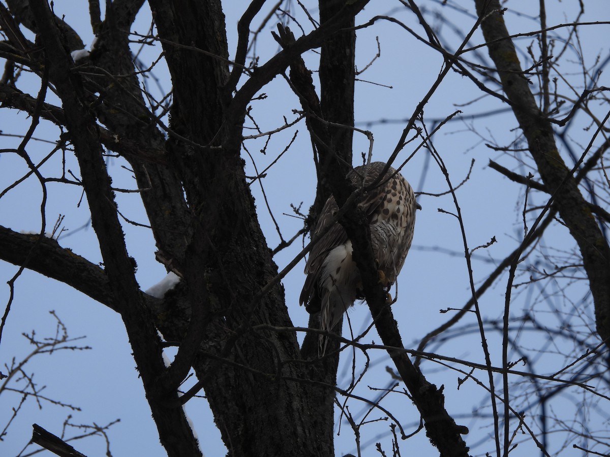 Eurasian Goshawk - ML624212702