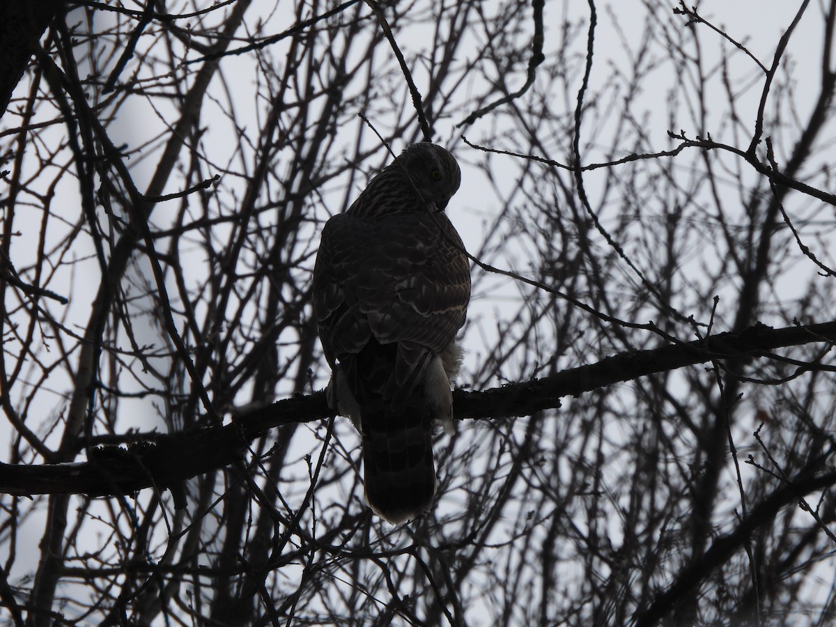 Eurasian Goshawk - ML624212703