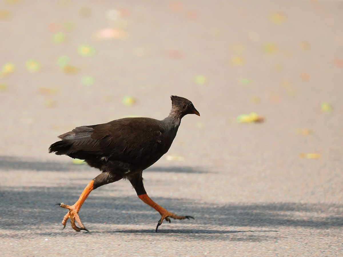 Orange-footed Megapode - ML624212708