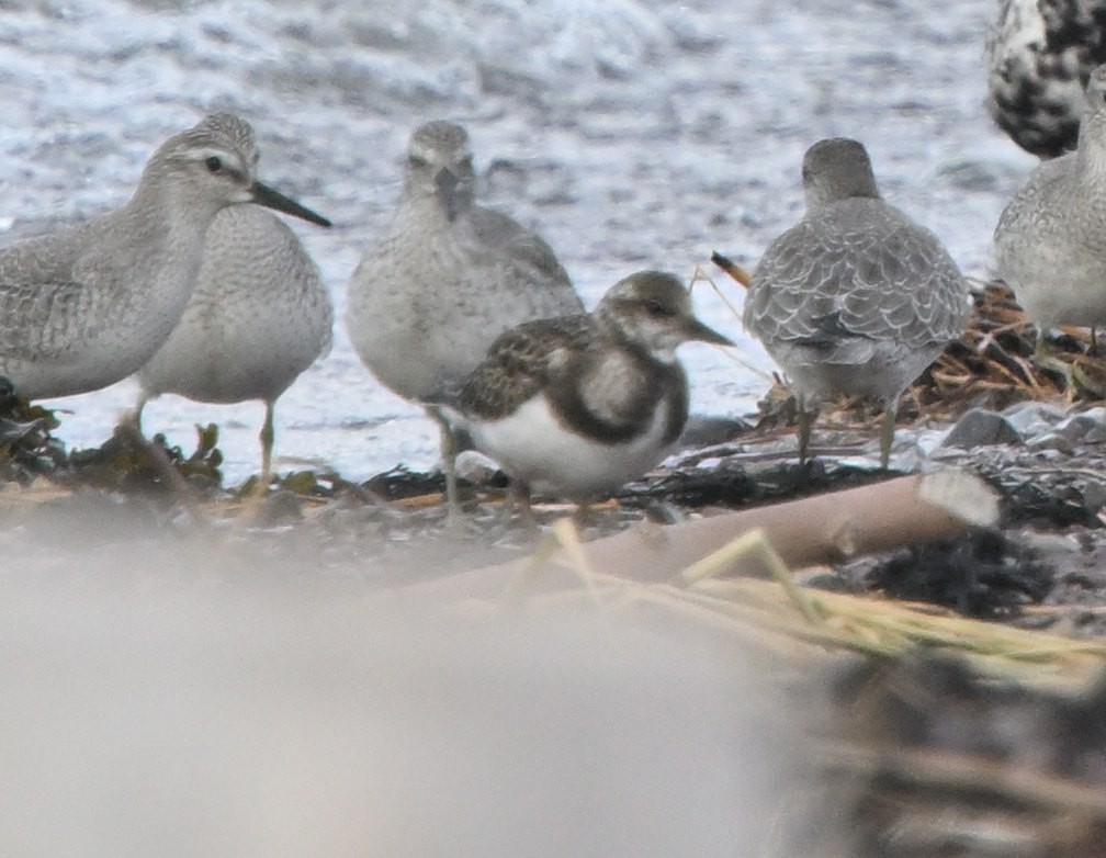 Ruddy Turnstone - ML624212712