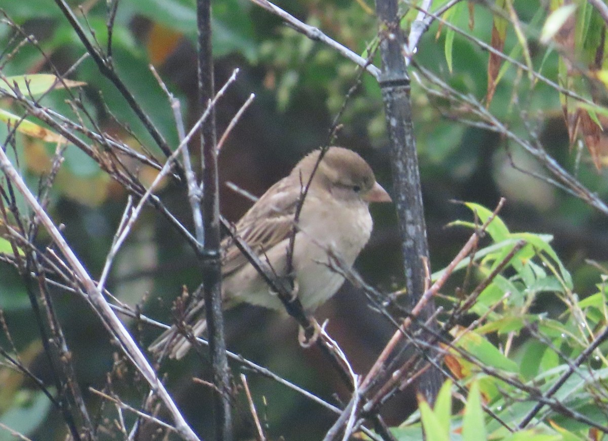 House Sparrow - ML624212728