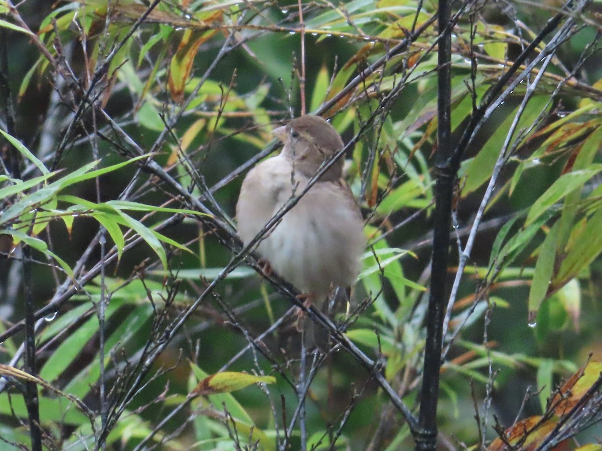 House Sparrow - ML624212729