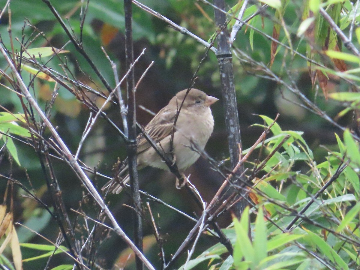 House Sparrow - ML624212730