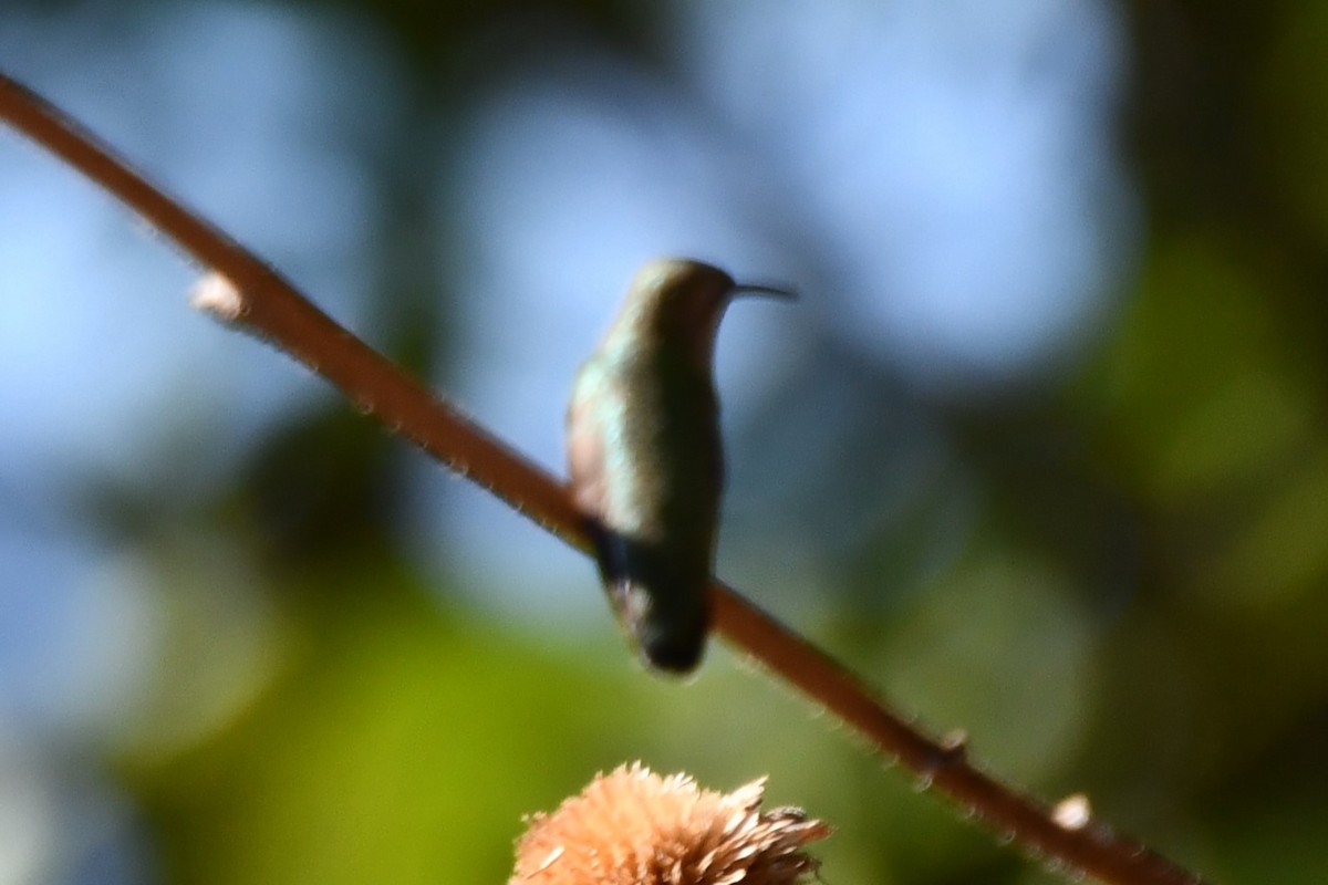 Black-chinned Hummingbird - ML624212731